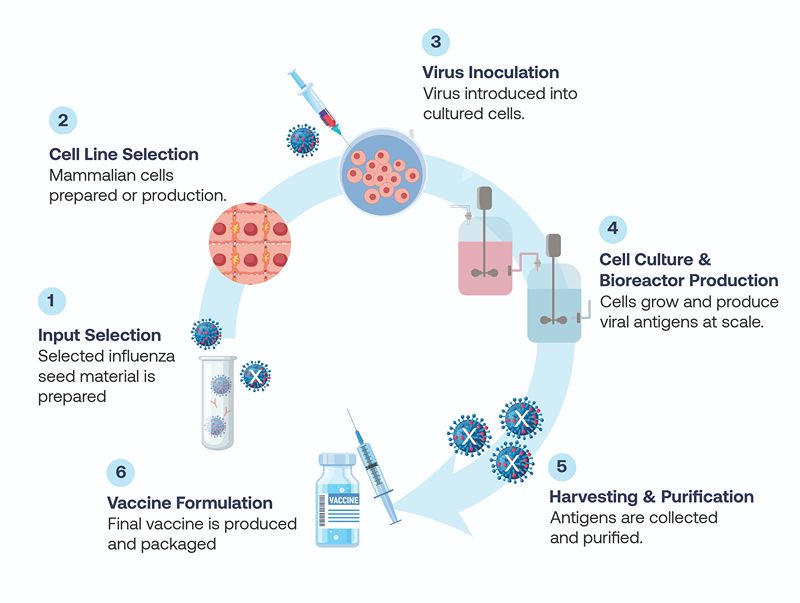 Vaccine production process infographic showing six stages from input selection to formulation.